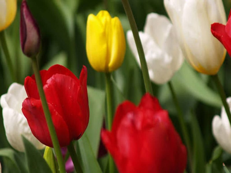 دانلود فایل ورد گونه های گیاهی ایران